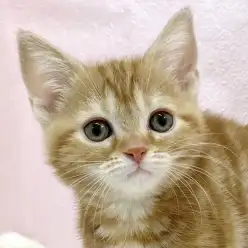 【 アメリカンショートヘア 】愛くるしさ満点！アメショちゃんが志村坂下店に入店！