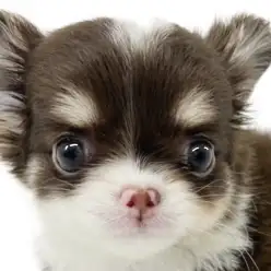 【 チワワ 】可愛いさプレミアム級!甘く優しいチョコレート色の天使爆誕!