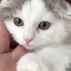 【 スコティッシュフォールド 】甘々度UP癒し猫！マルっと東川口日和No.150