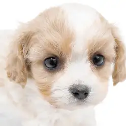 【 MIX 】MIX界のスーパースター降臨！上品カラーなキャバションの女の子！