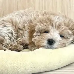 【マルプー 】おトイレほぼ完璧の優等生わんこ!マルっと東川口日和No.152