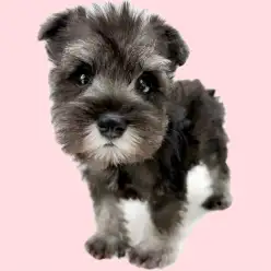 【 ミニチュア・シュナウザー 】抜け毛が少ないソルト&ペッパーの男の子!