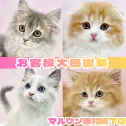 【 お知らせ 】お客様大感謝祭開催!マルワン板橋志村坂下店のネコちゃんをご紹介!