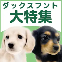 【 ダックスフント特集 】2/19現在在店中の胴長短足ワンコ!最新動画付き!