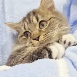 【 ミヌエット 】長毛種ながら小さめサイズ！穏やかにゃんこ登場！