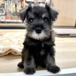 【 ミニチュアシュナウザー 】優しい表情と穏やかな性格が魅力の男の子！