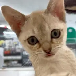 【 シンガプーラ 】お手入れ完璧の優秀にゃんこ！マルっと東川口店No.147