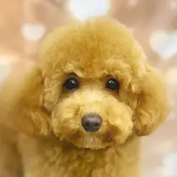 【 MIX 】生後7ヶ月マルプーちゃんの育てやすい推しポイントをご紹介！