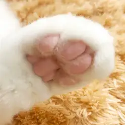 【 ラグドール 】触感的・心理的ご褒美？！チラッと見えるぷにぷに肉球の可愛さ。