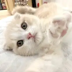【 スコティッシュフォールド 】甘えん坊なまん丸フェイスの男の子