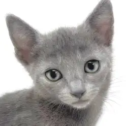 【 ロシアンブルー 】極上ブルーの短毛種!お留守番もできる遊び上手な女の子!