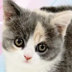 【 ブリティッシュショートヘア 】まんまるフェイスのパステル三毛がやってきた！