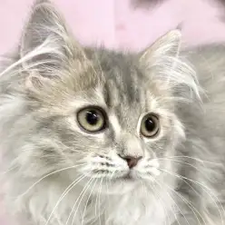 【 ラガマフィン 】今回の志村Times13号は美しさと気品を兼ね備えたラガちゃん！