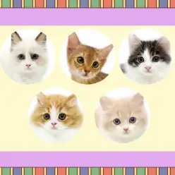 【 お知らせ 】お客様大感謝祭開催中!マルワン武蔵浦和店の子猫をご紹介