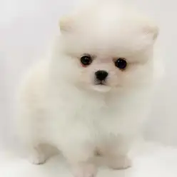 【 ポメラニアン 】小さめサイズのクリームカラーの女の子が埼玉浦和に登場