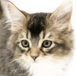 【 メインクーン 】綺麗なタビー模様、可愛らしい仕草、魅力がぎっしり世界最大級！