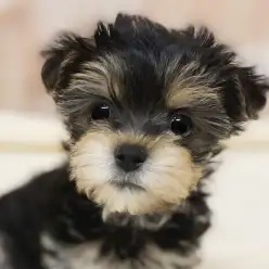 【 MIX 】仲間入りして2週間経過!まったり穏やかな性格が見えてきたマルキーちゃん