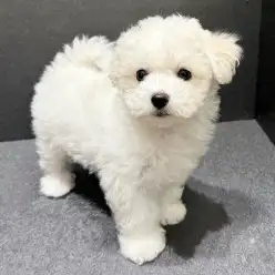 【 ビションフリーゼ 】反則級のかわいさ！ぬいぐるみフェイスの女の子