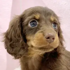 【 ミニチュアダックスフント 】大人気のチョコタンカラー！ダックスちゃんが登場！