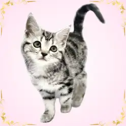 【 アメリカンショートヘア 】 シルバータビーの超美形の子猫が東日暮里に降臨