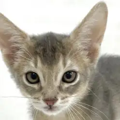 【 アビシニアン 】ブルーカラーの女の子、落ち着いた上品さが魅力！