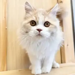 【 サイベリアン 】フレンドリーニャンコ様は上下運動で元気いっぱい!