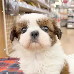 【 シーズー 】 シーズー人気No.1カラー！おっとりマイペースな女の子！