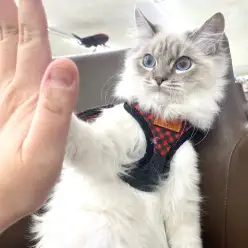 【 ネヴァマスカレード 】ハーフバースデー！心優しい美男子はフレンドリーに成長中