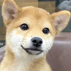 【 柴犬 】志村Times12号!生後4か月を迎えた柴くんの成長記録!!