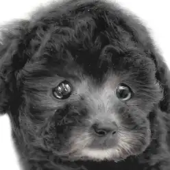 【 トイプードル 】エレガントな輝きを放つシルバートイプードルの女の子!