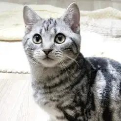 【 アメリカンショートヘア 】抱っこが好きすぎる?!甘えん坊さんな男の子