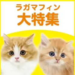 【 ラガマフィン特集 】2/5現在在店中のゴージャスにゃんこ特集！最新動画付き！