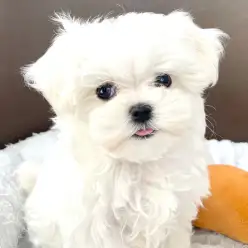 【 マルチーズ 】小柄サイズのプレミアムプリンス！マルっと東川口日和No.156