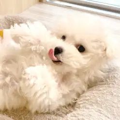 【 ビションフリーゼ 】涙やけほぼゼロ！毛量UP！マルっと東川口日和No.142