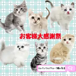 【 お知らせ 】お客様大感謝祭開催!マルワンワカバウォーク鶴ヶ島店の子猫紹介!