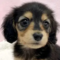 【 ミニチュアダックスフント 】童顔フェイスのダックスちゃんが志村坂下店に登場！