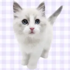 【 ラグドール 】深い海の様に青い瞳に釘付け！穏やかな性格の男の子