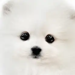 【 ポメラニアン 】クリームカラーの愛情深き女子!マルワンプレミアムのたぬきポメ