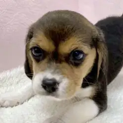 【 ビーグル 】愛嬌！ルックス！全てがパーフェクトなビーグルちゃんが仲間入り！