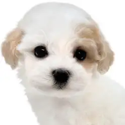 【 マルプー】キャバションを彷彿させるレアカラー!ぬいぐるみ系MIXの女の子!