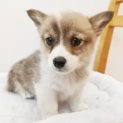 【 コーギー 】待望のコーギーちゃん久々の登場！ほっこり北通vol.271