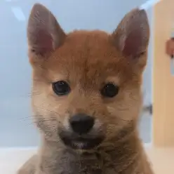 【 豆柴 】生後3ヶ月体重1.6kg!無防備な仕草が可愛すぎる豆柴の男の子!