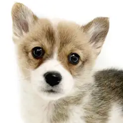 【 コーギー 】魅惑の食パンボディ!穏やかなコーギーの女の子入店!