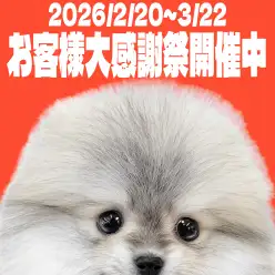 【 お客様大感謝祭 】マルワン大和相模大塚店のワンちゃん猫ちゃんをご紹介！