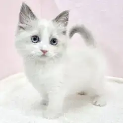 【 ラグドール 】シルクのような手触り！甘え上手なラグドールの女の子が襲来！！