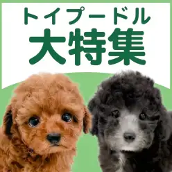 【 トイプードル特集 】2/5現在在店中の大人気犬種！最新動画は必見！