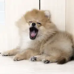 【 ポメラニアン 】人気犬種の代表格!まん丸シルエットで癒しをお届けします