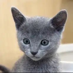 【 ロシアンブルー 】子猫期限定の縞模様！ゴーストタビーの男の子