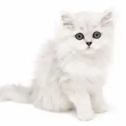 【 ペルシャ 】上品な美しさと甘えん坊で人懐っこさが魅力の男の子！