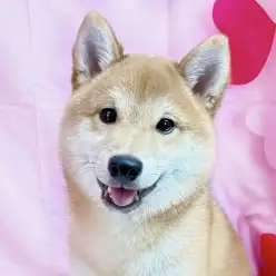 【 豆柴 】おすわり上手な男の子！“まて”も上達中！